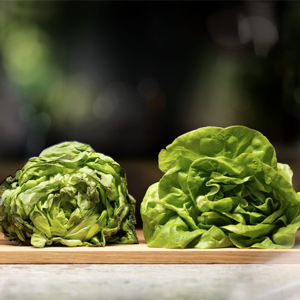 sammenlignelse av salat sammenlignelse av salat