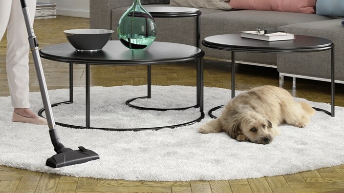 Hund på et gulvteppe